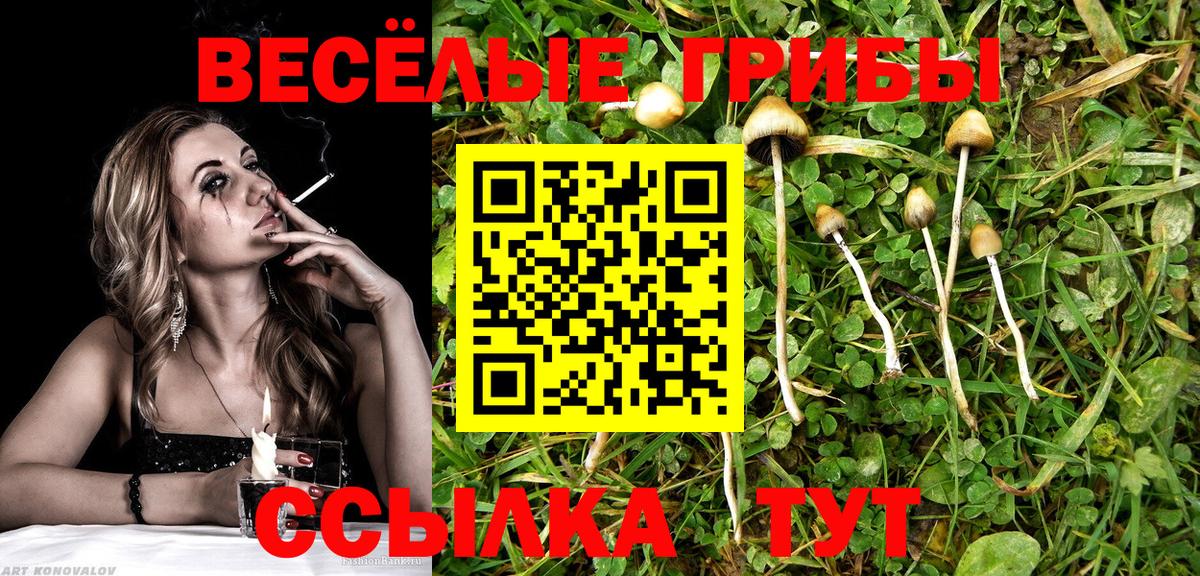 Галлюциногенные грибы Cubensis  закладки  Томск  Вход с VPN  Псилоцибиновые грибы Cubensis 