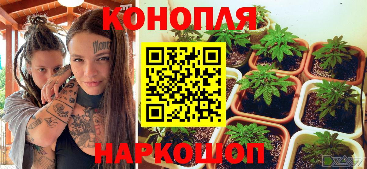 Конопля индика  Вход с VPN  Конопля ГИДРОПОН  Томск  Марихуана Amnesia 